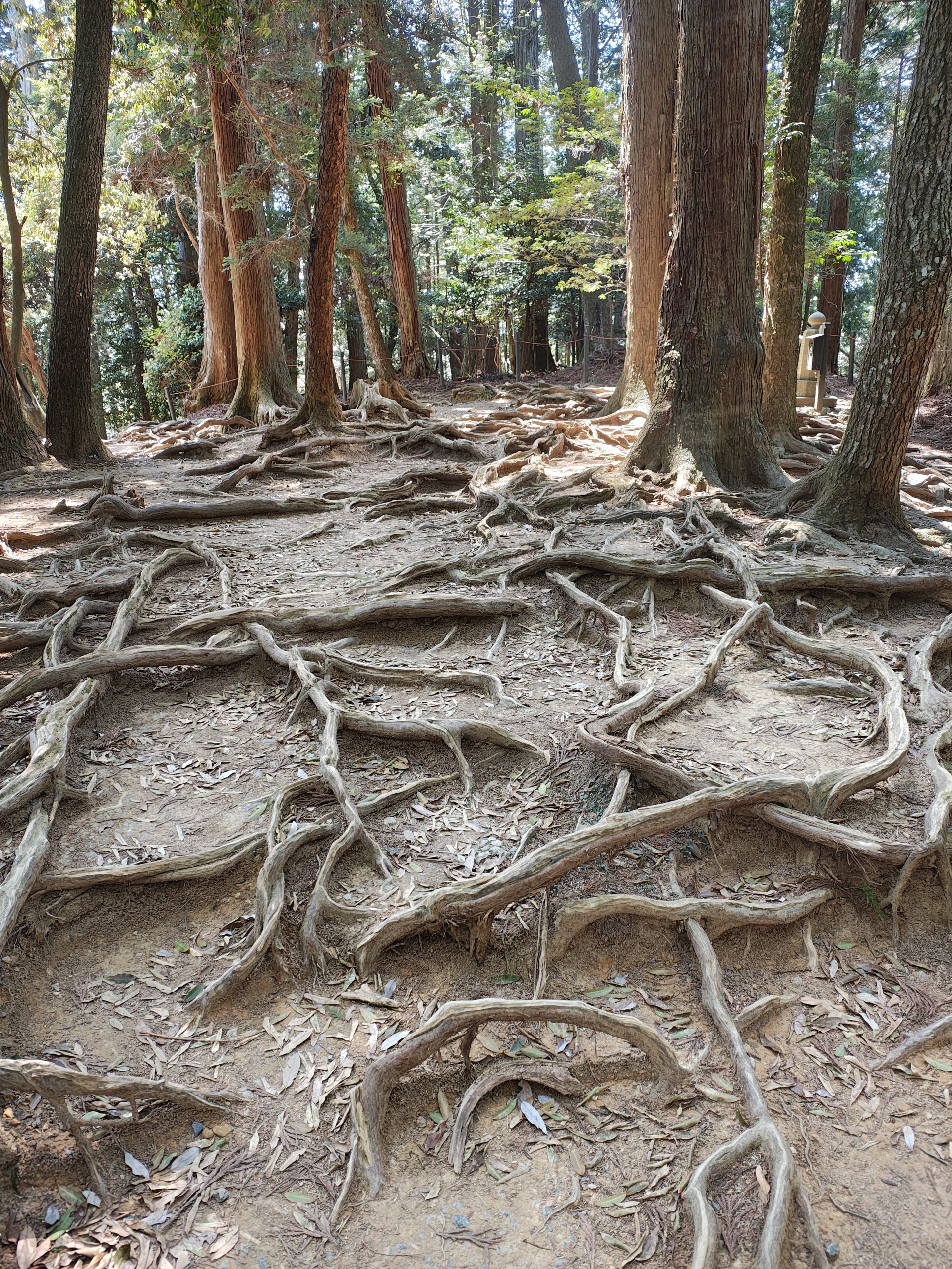 例会2907回　木の根道