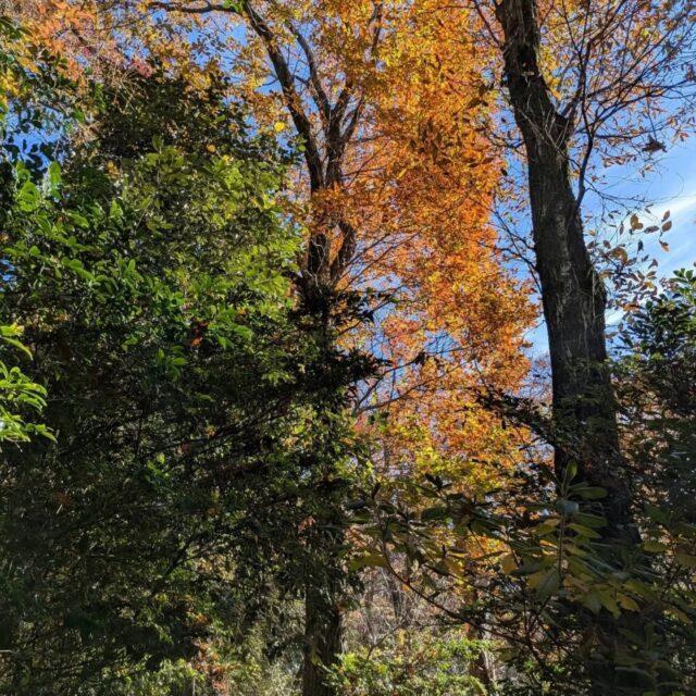 12/13(土)
本日の矢田丘陵例会は無事終了しました。肌寒い季節。参加者はなしかもと思っていましたが、女性ふたりに救われました。10年ほど前に旧会員の宮本さん例会に参加した時にいいコースと感じたので少しアレンジしましたが、本日実施しました。

#矢田丘陵
#低山ハイキング
#低山トレッキング 
#低山好きな人と繋がりたい 
#大阪低山跋渉会